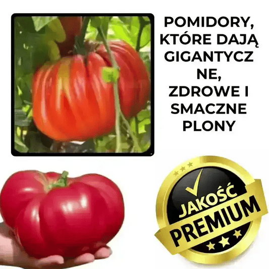 Pomidor Gigant Królewski™